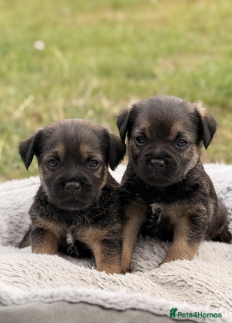 Border Terrier dogs - Advert 3