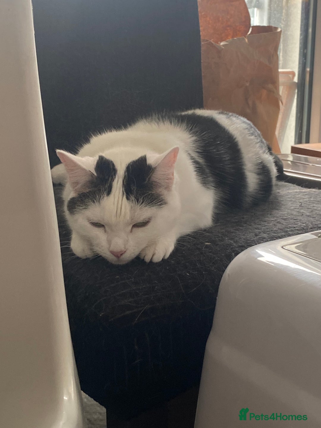 Domestic Shorthair cats for sale: Domestic Cow-Patterned Female Cat found Loving - Image 6