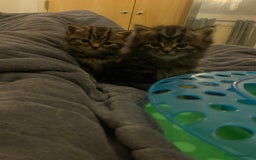 British Shorthair cats for sale: 4 Beautiful British Shorthair cross Kittens  - Image 40