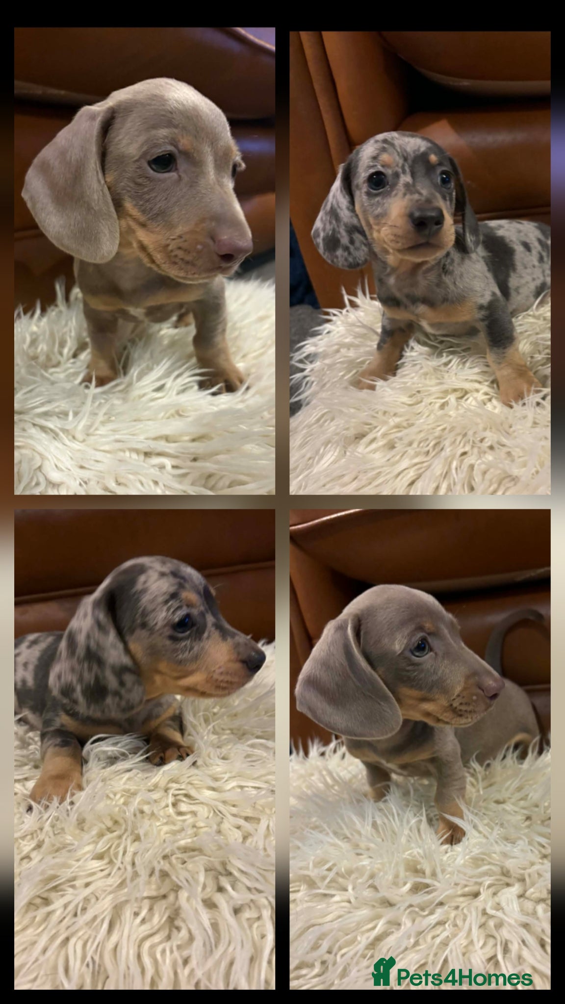 Miniature Dachshund dogs KC Dachshund Boy - Ready Now 8wk - Advert 11