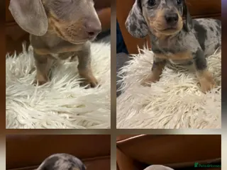 Miniature Dachshund dogs KC Dachshund Boy - Ready Now 8wk - Advert 11