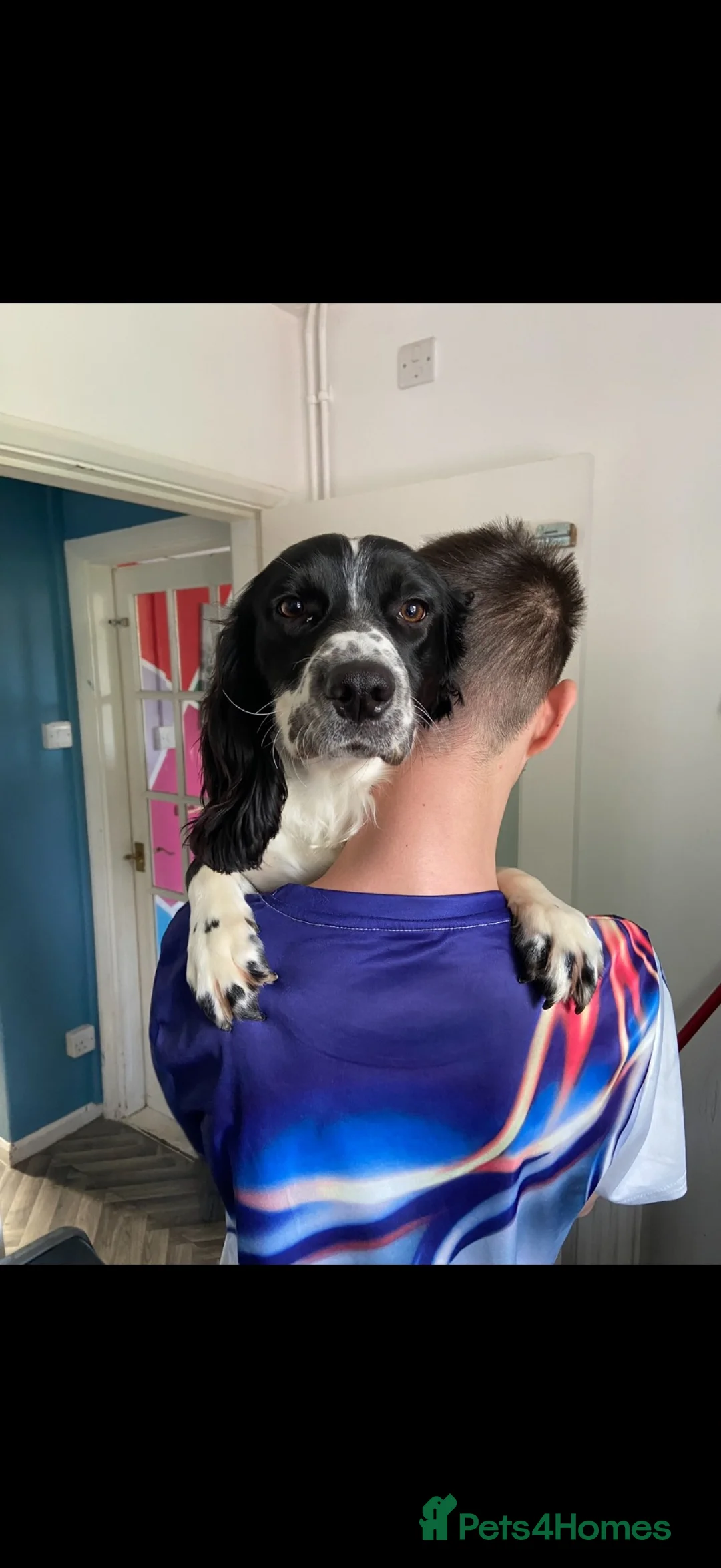 Sprocker dogs for sale: 3 year old female sprocket spaniel  in Braintree - Advert 4