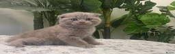Mixed Breed cats for sale: Gorgeous blue Scottish Fold British Longhair Boy  - Advert 3