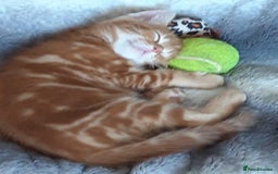 Mixed Breed cats for sale: Beautiful kittens for sale - Image 7
