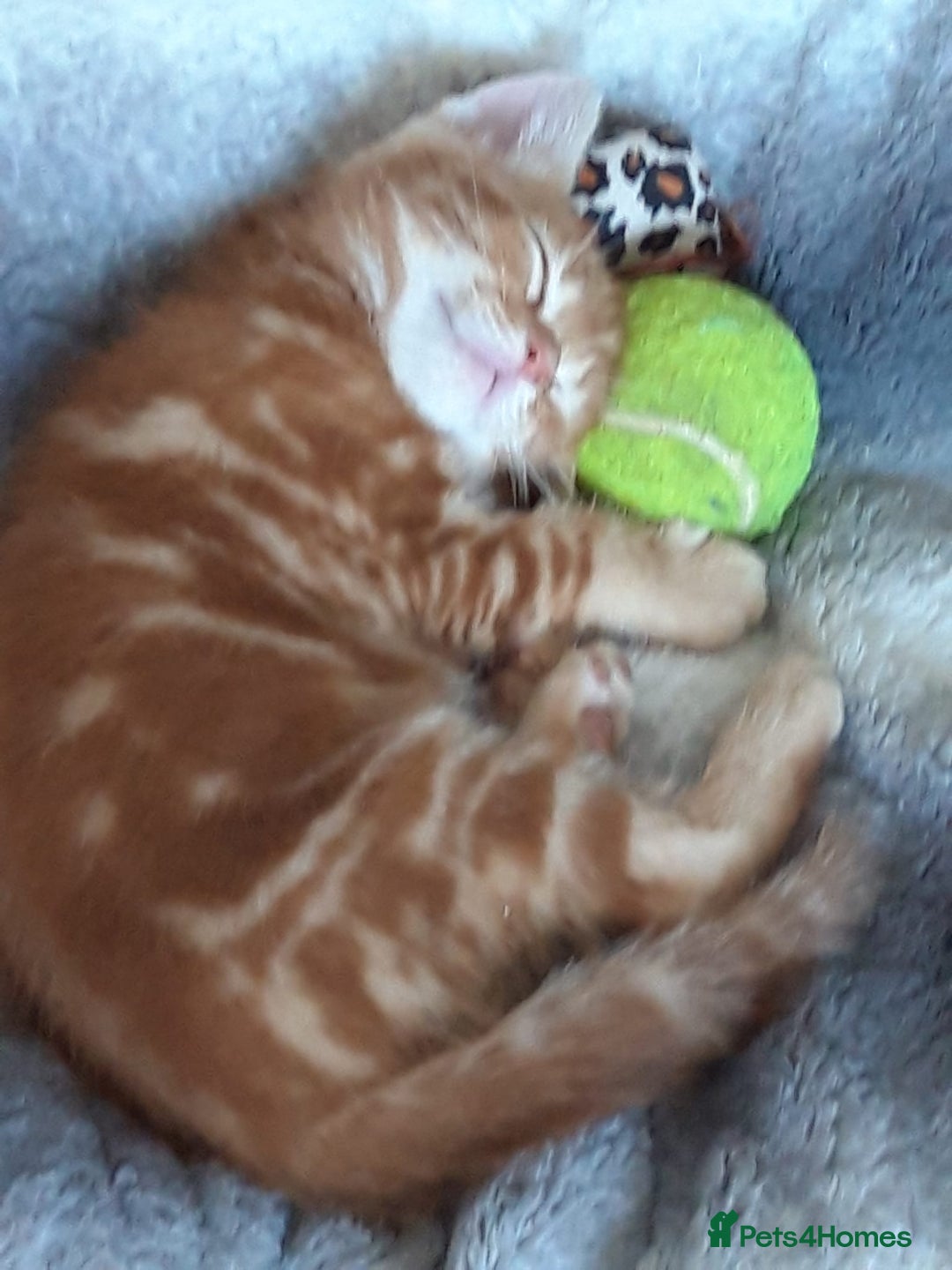 Mixed Breed cats for sale: Beautiful kittens for sale - Image 7