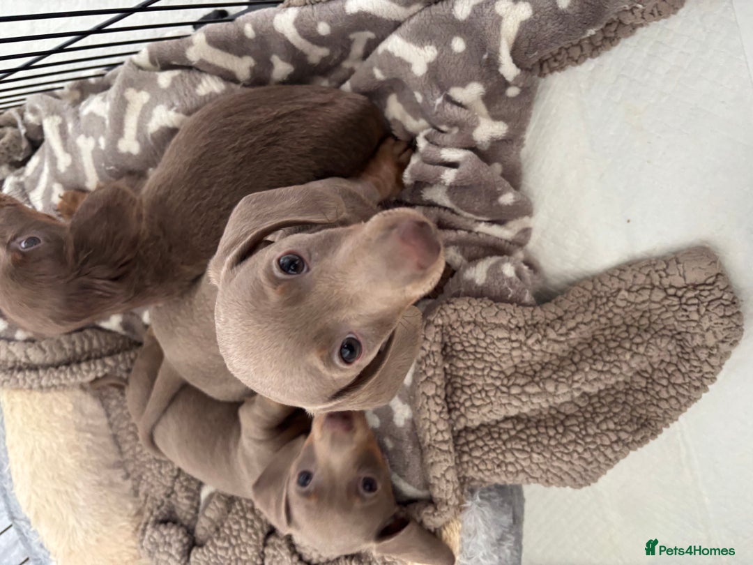 Miniature Dachshund dogs for sale: Isabella tan✨READY TO LEAVE - Image 4