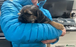 Border Terrier dogs for sale: Border Terrier Pups -Beautiful Pedigree  - Image 12