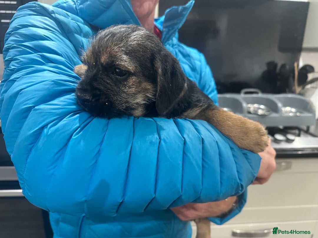 Border Terrier dogs for sale: Border Terrier Pups -Beautiful Pedigree  - Image 12
