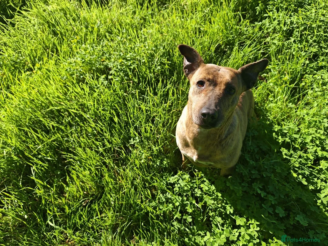 Mixed Breed dogs for adoption: Please Can You Offer Olivia a Home 🏠  - Advert 1