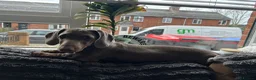 Miniature Dachshund dogs for sale: Lilac and tan miniature Dash-hound  - Advert 5
