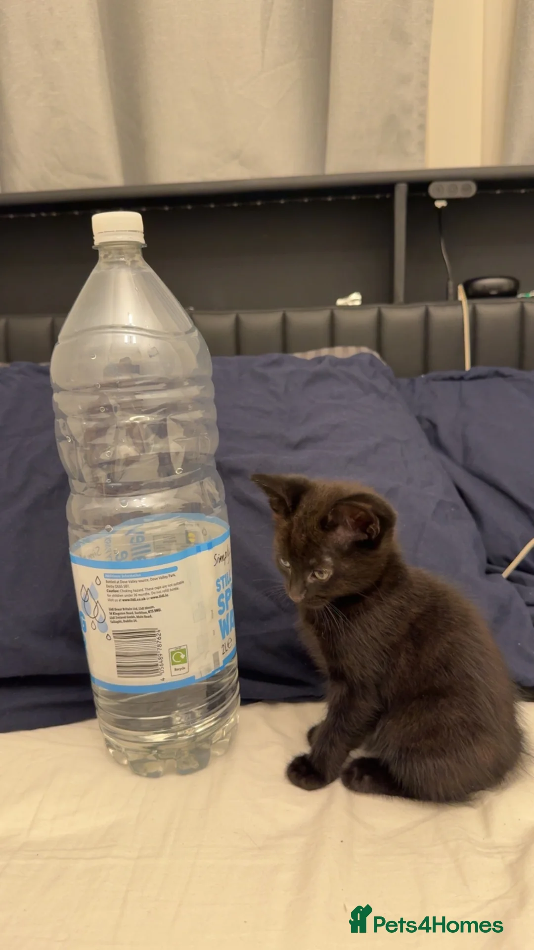Mixed Breed cats for sale: Male kitten - Advert 2