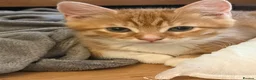 Mixed Breed cats for sale: 5 beautiful kittens ready for new home - Advert 9