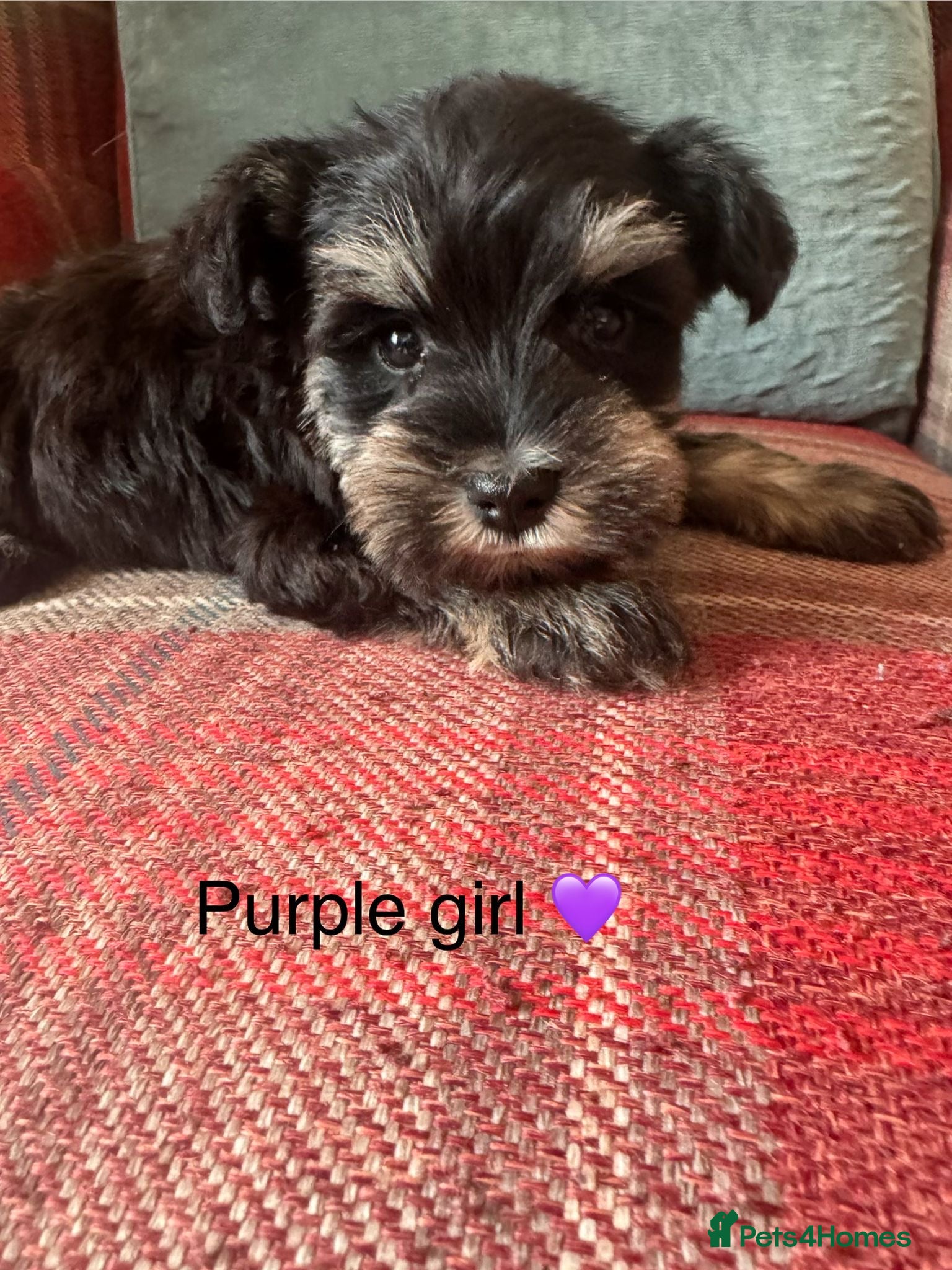 Miniature Schnauzer dogs KC Registered, Health Tested puppies available  - Advert 2
