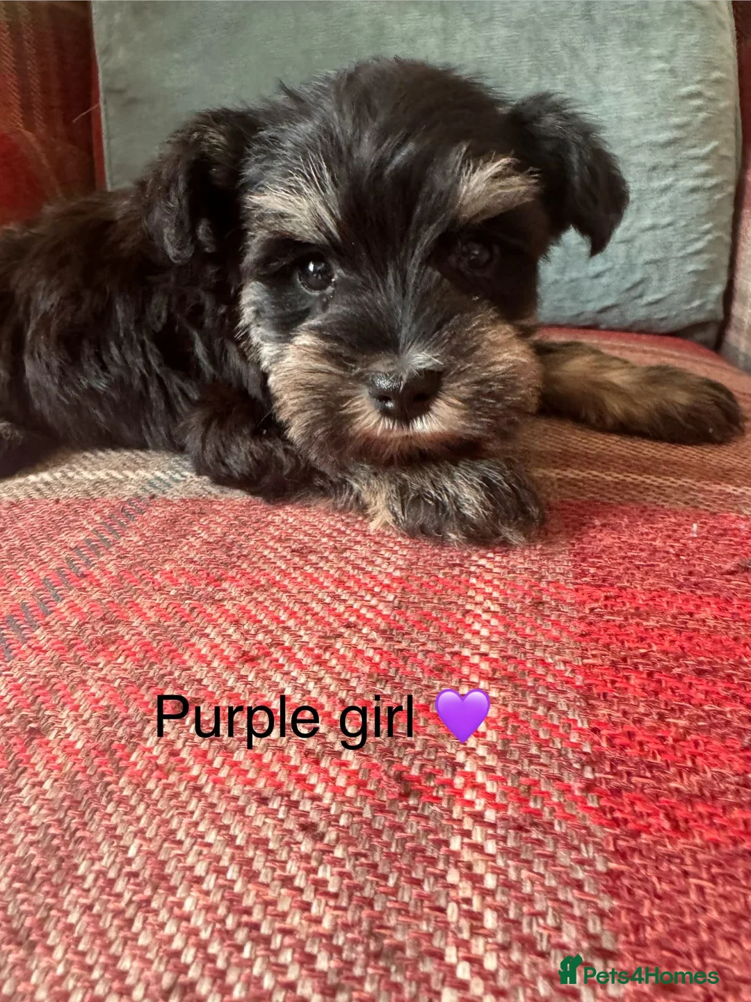 Miniature Schnauzer dogs for sale: KC Registered, Health Tested puppies available  - Advert 2