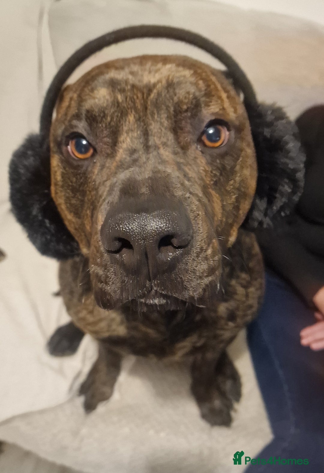 Presa Canario dogs for sale: Gorgeous pressa canario  - Advert 4