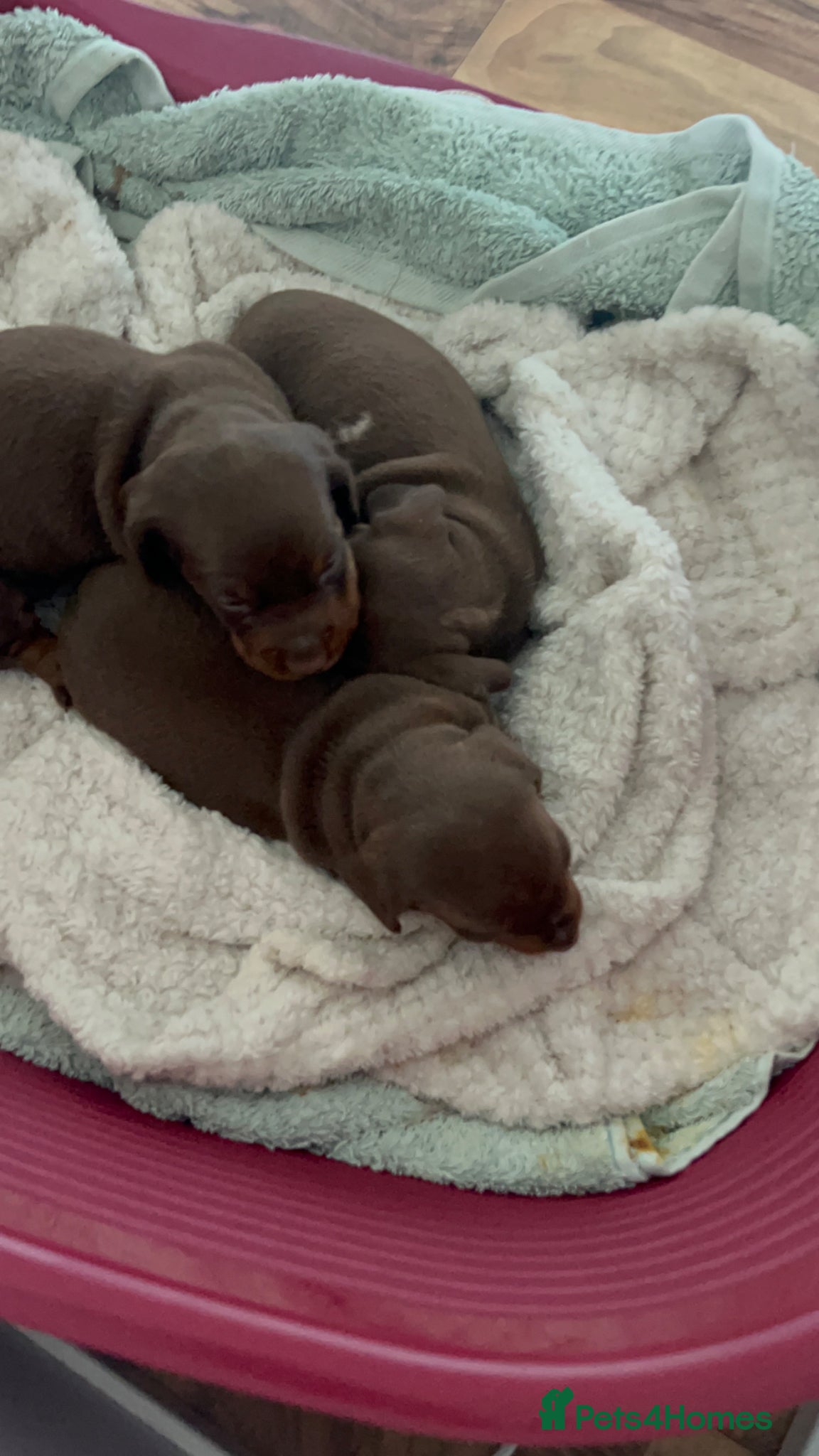 Miniature Dachshund dogs for sale: 3 miniature dashund boys kc reg - Advert 4