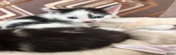 Mixed Breed cats for sale: 5 kittens- 2 boys and 3 girls - Advert 12