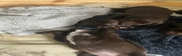 Springador dogs for sale: Beautiful Lab x springer spaniel puppies  - Advert 11