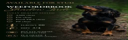 Cocker Spaniel dogs for sale: Stunning KC working cockers exceptional parents - Advert 3