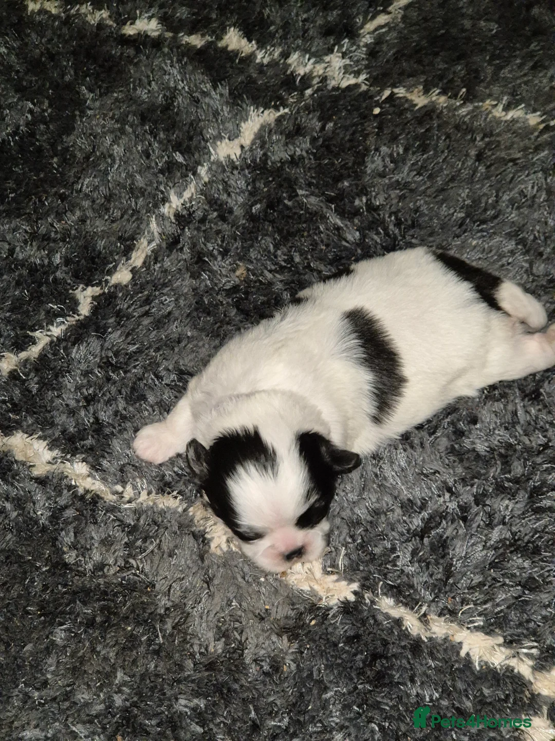 Malshi dogs for sale: 2 female malshi pups  - Advert 9