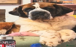 Saint Bernard dogs for sale: Female rough coated Saint Bernard  - Image 8