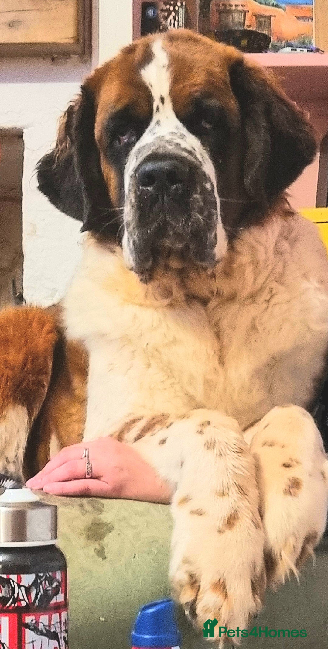 Saint Bernard dogs for sale: Female rough coated Saint Bernard  - Image 8