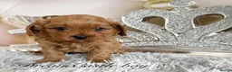 Cavapoo dogs for sale: Asian teddy poodle dad tiny Cavapoo puppies - Advert 9