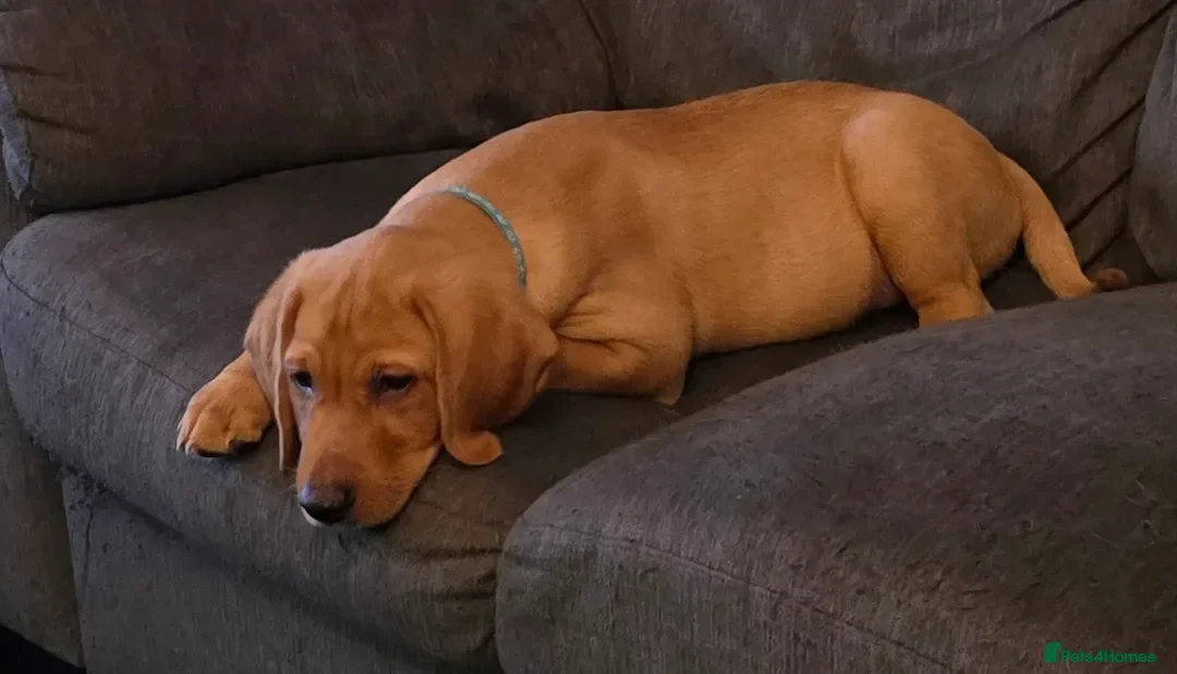 Labrador Retriever dogs !!STILL AVAILABLE!! 1 Non KC Labrador puppy left - Advert 19