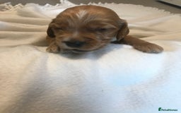 Mixed Breed dogs for sale: Health tested Australian Labradoodles - Image 18