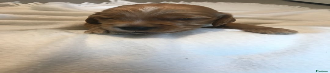  Puppy 3