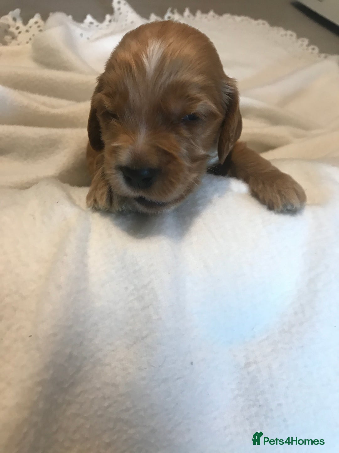 Mixed Breed dogs for sale: Health tested Australian Labradoodles - Image 18