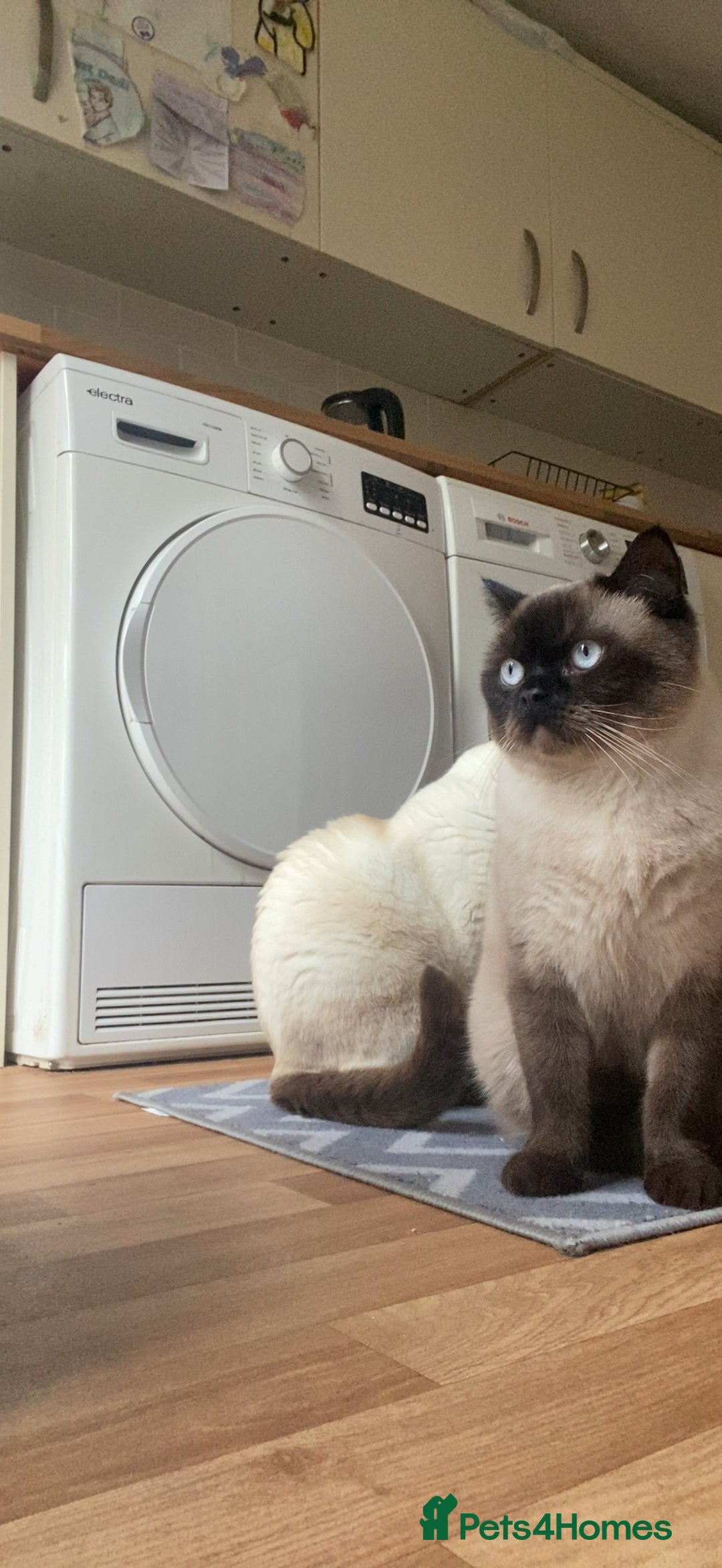 British Shorthair cats for sale: Seal Colourpoint British Shorthairs Duke&Darcey - Advert 2