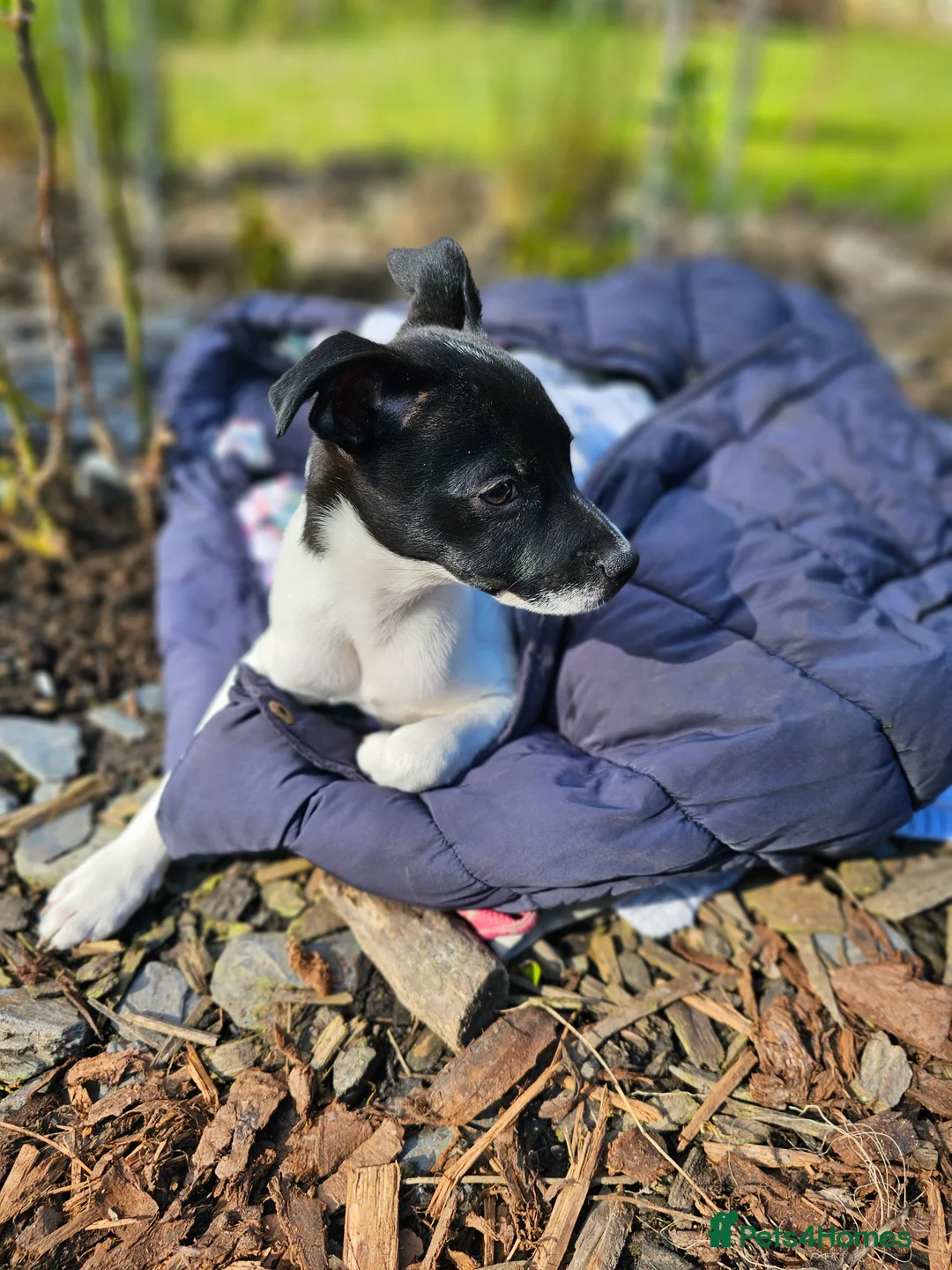 Jack Chi dogs for stud: Chihuahua x Jack Russell For Stud - Advert 13