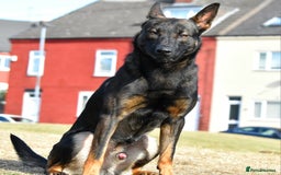 Mixed Breed dogs for sale: Bullherders top working lines  - Advert 34