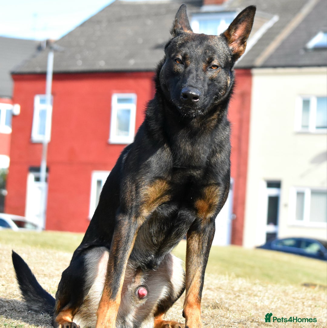 Mixed Breed dogs for sale: Bullherders top working lines  - Advert 34