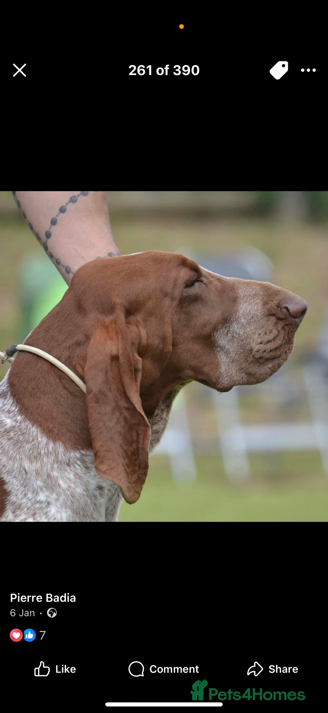 Bracco Italiano dogs for sale: One female puppy available for reservation  - Advert 16