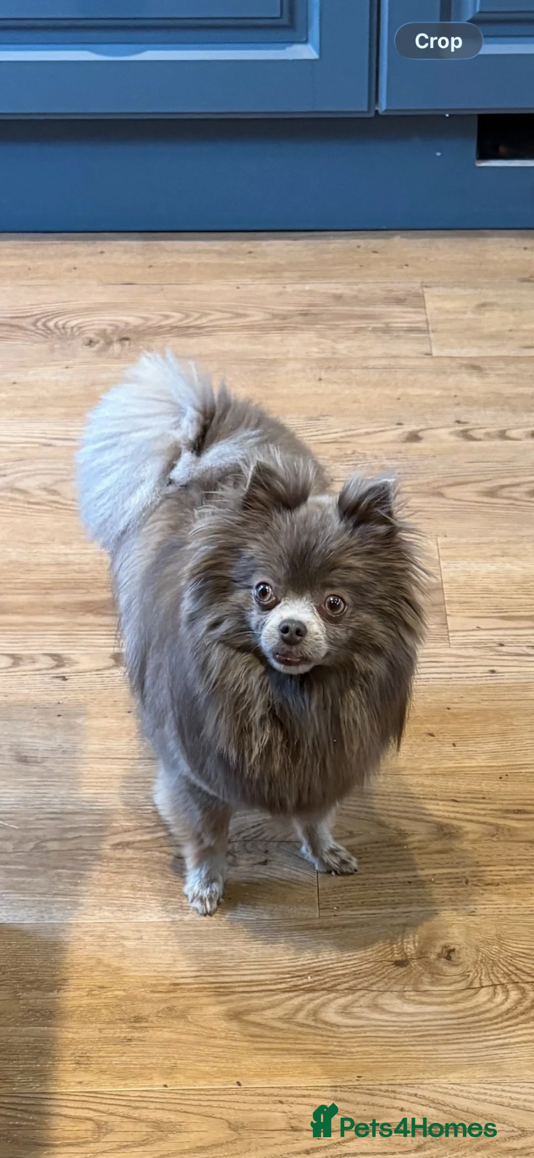 Pomchi dogs for sale: Beautiful Lilli needs a new home.  - Advert 1