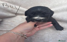 Cocker Spaniel dogs for sale: Merl cocker spaniel puppies  - Image 16