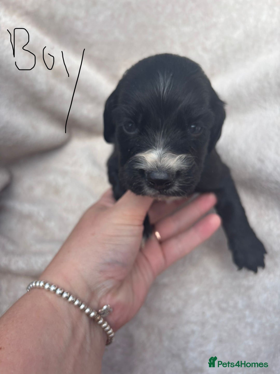 Cocker Spaniel dogs for sale: Merl cocker spaniel puppies  - Image 16
