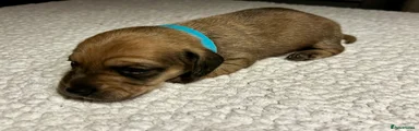 Miniature Dachshund Puppy 3