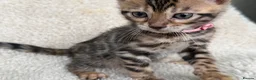 Bengal cats for sale: Bengal Kittens Looking for Loving Homes 🐾  - Advert 16