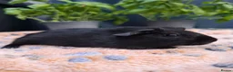Guinea Pig rodents for sale: Swiss, Cali, Self Black & Smooth Baby Guinea Pigs - Advert 9