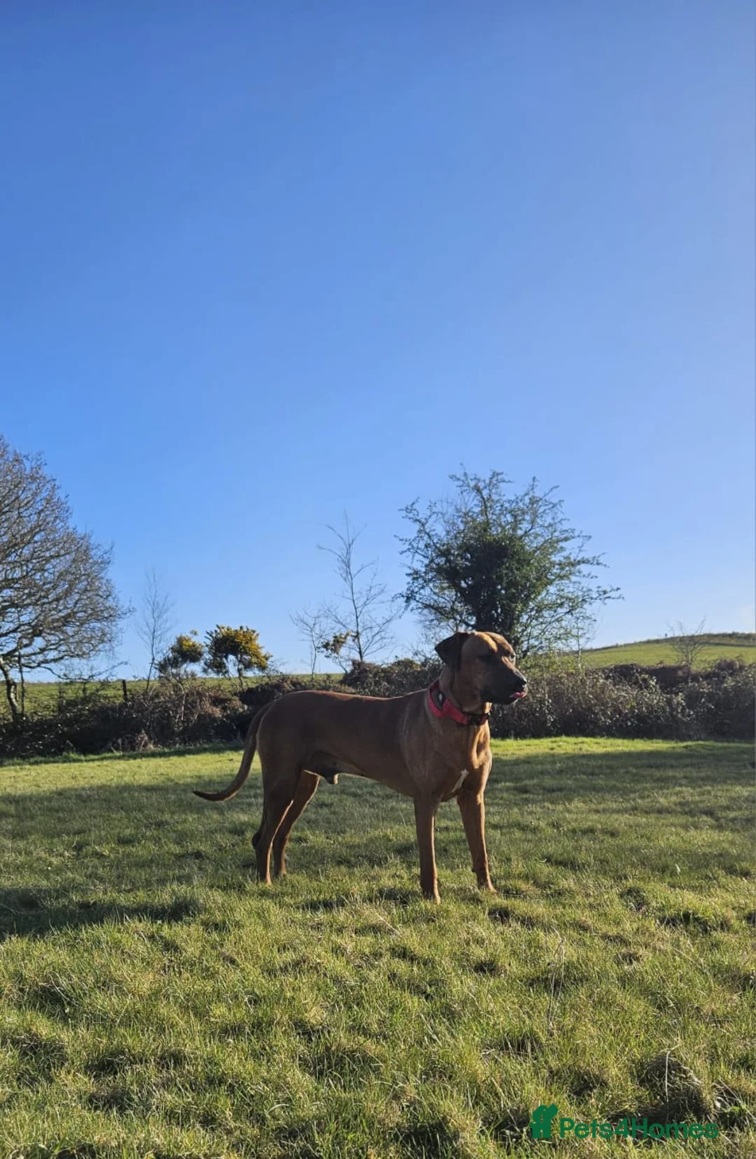 Rhodesian Ridgeback dogs for stud: Maui  in Neath - Advert 9