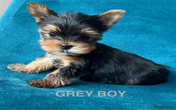 Yorkshire Terrier dogs for sale: Baby face mini pedigree YORKIE pups - Image 9