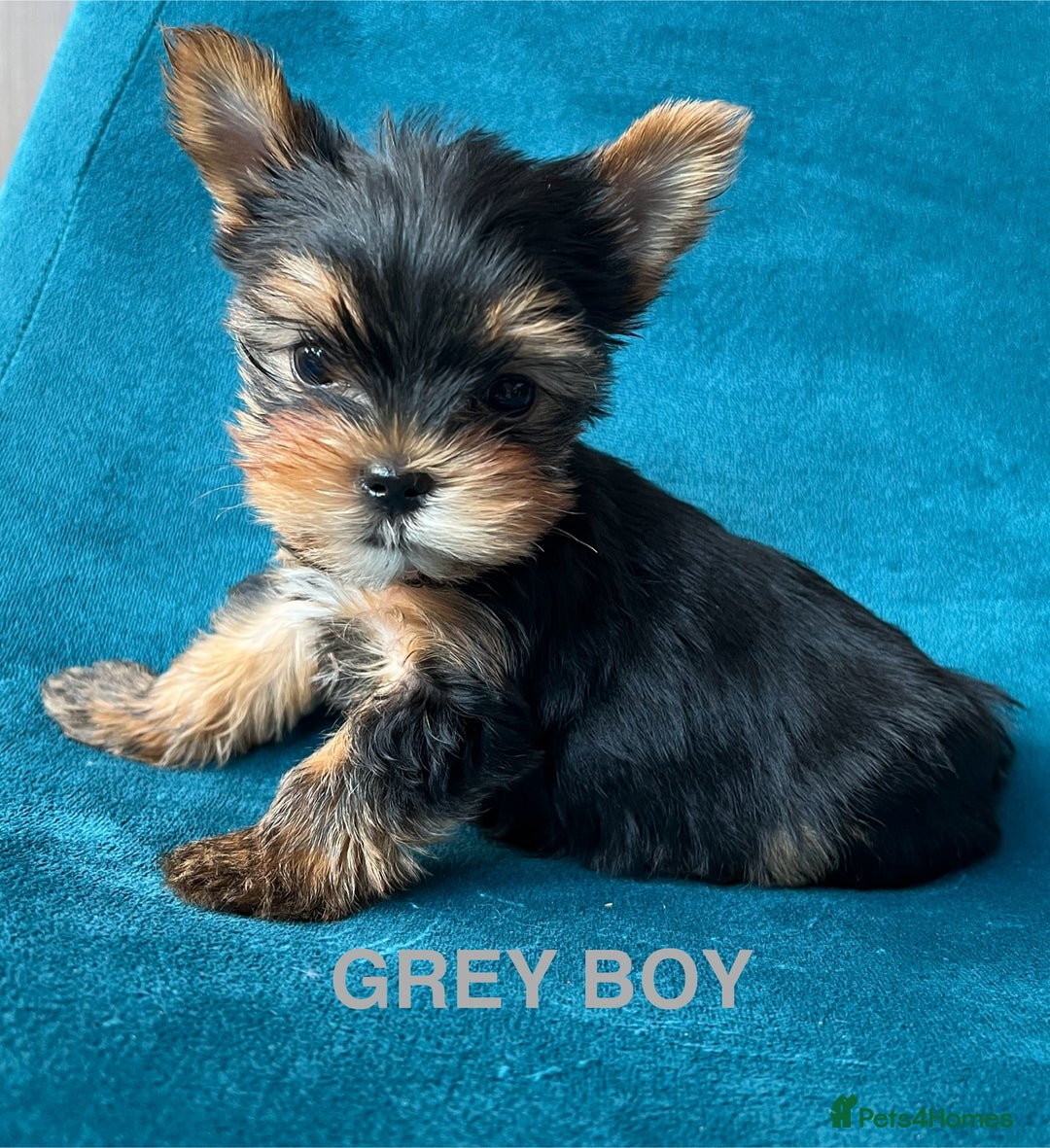 Yorkshire Terrier dogs for sale: Baby face mini pedigree YORKIE pups - Image 9