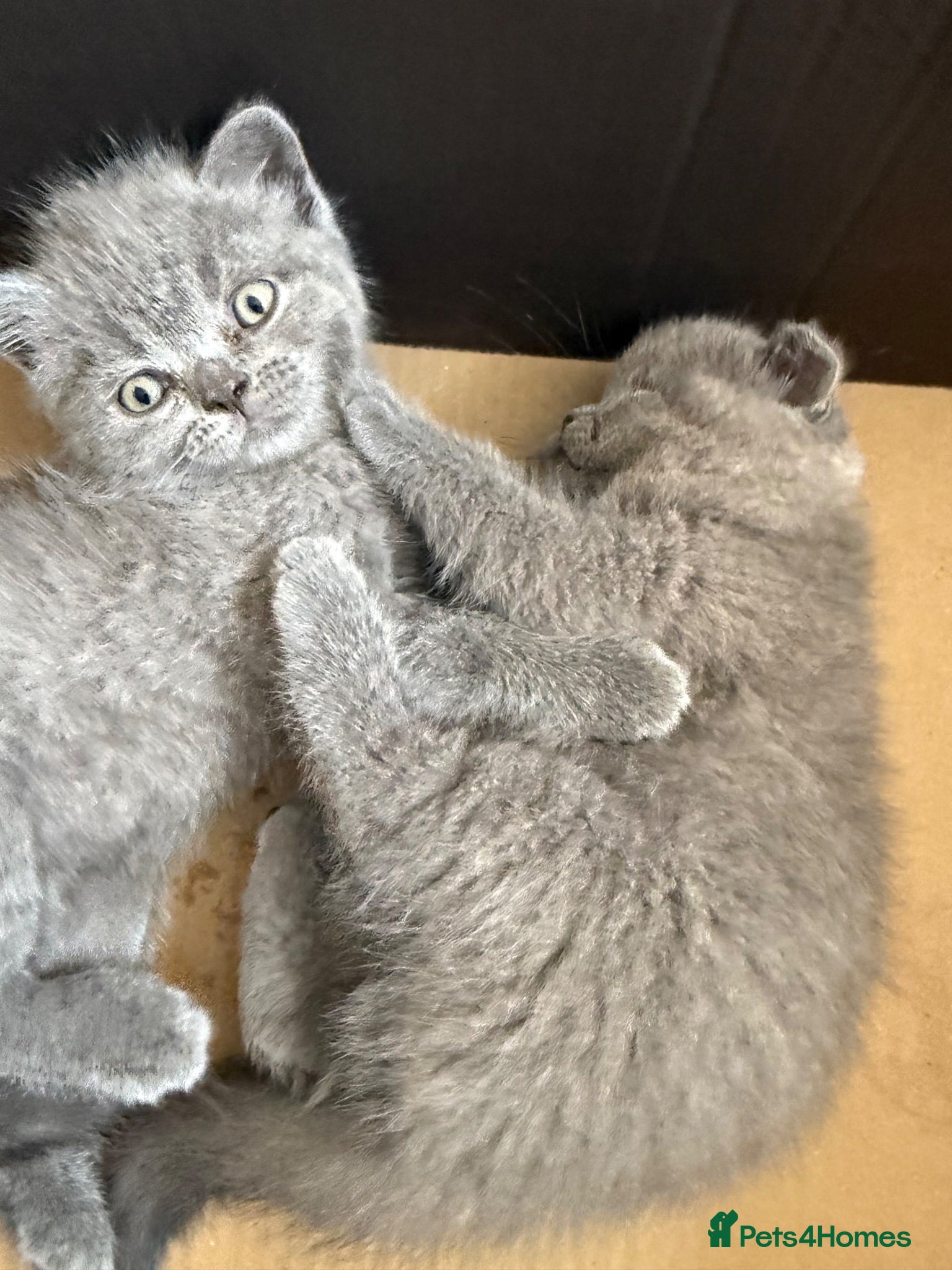 Scottish Fold cats Scottish fold&straight kittens available  - Advert 11
