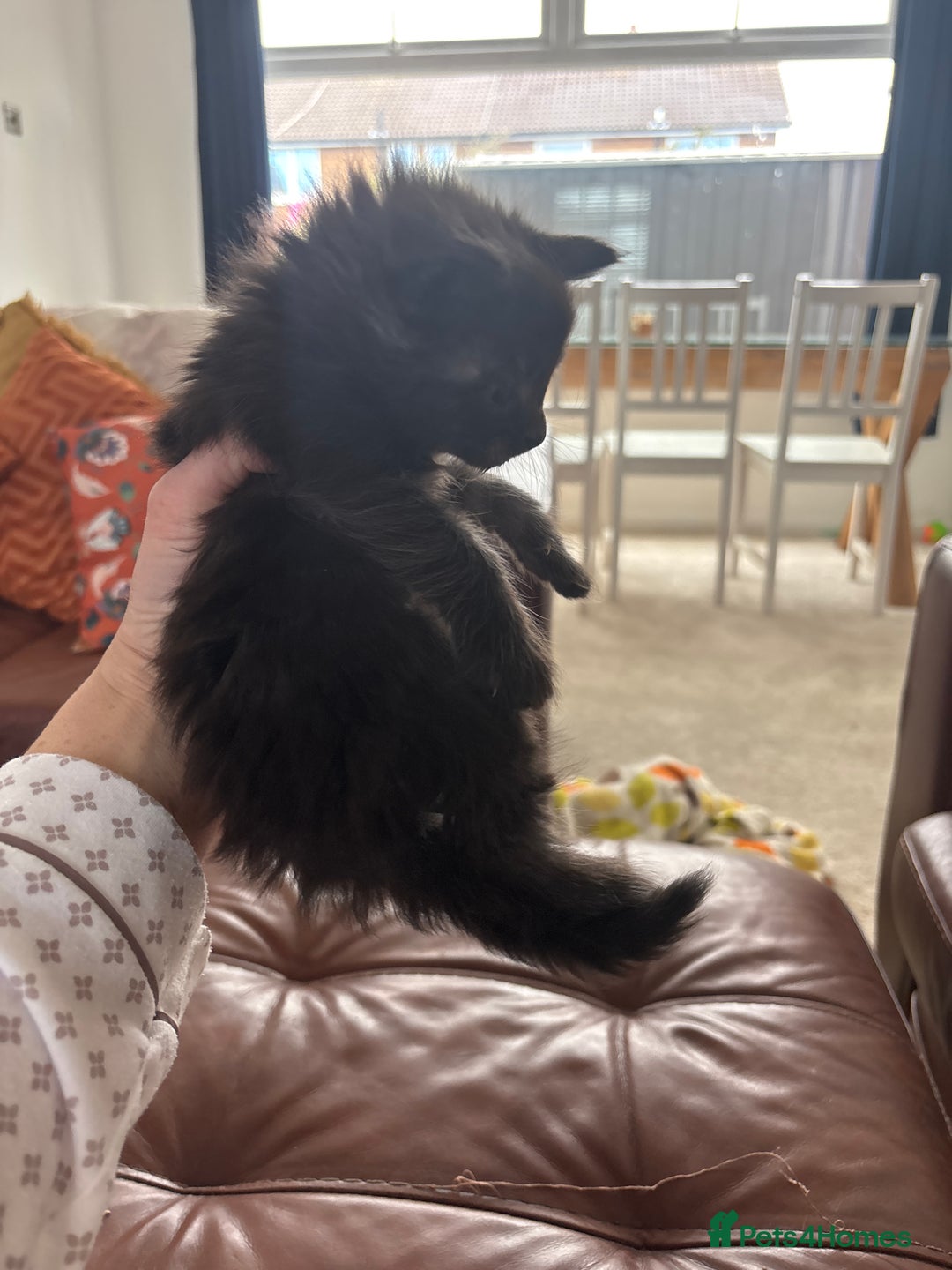 Maine Coon cats for sale: Half main coon kittens  - Image 30