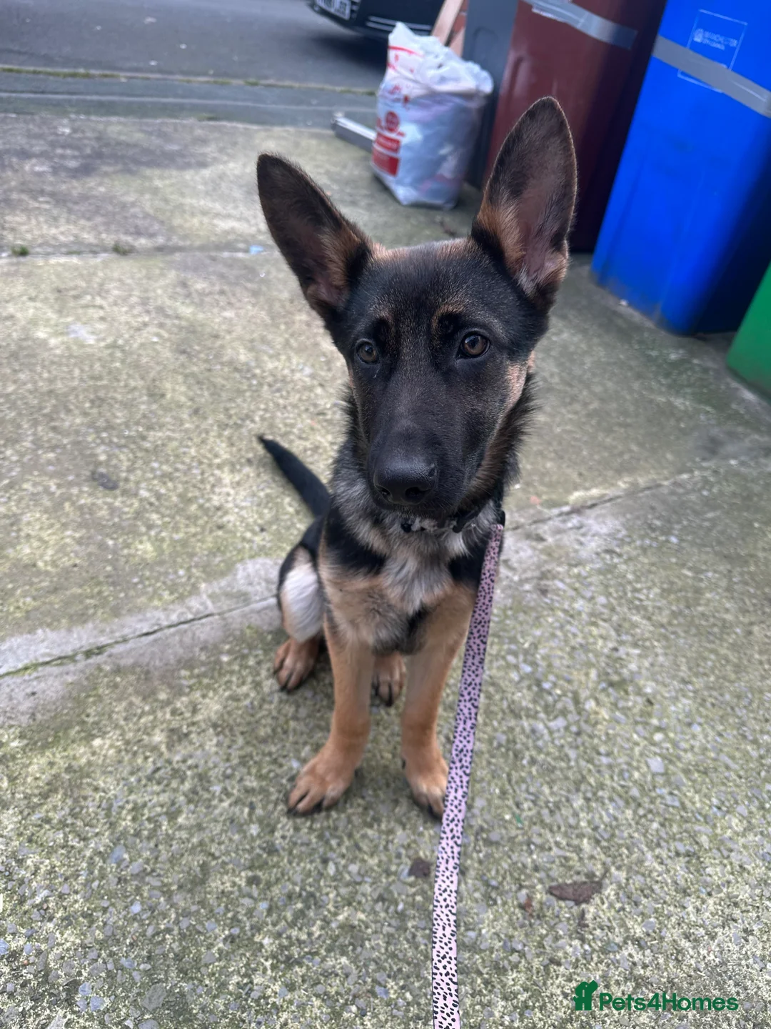 German Shepherd dogs for sale: Luna german shepherd  - Advert 8