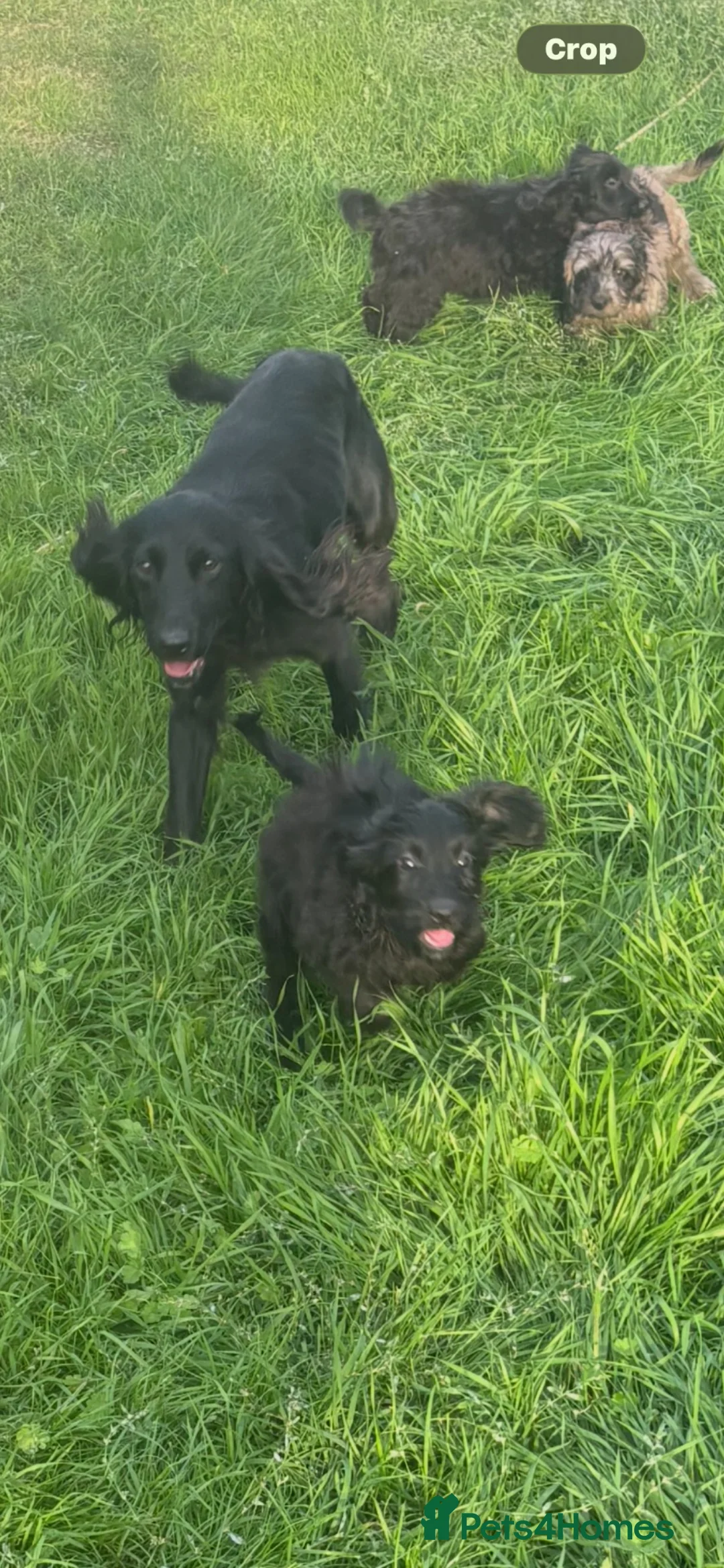 Cockapoo dogs for sale: Stunning f1 cockapoo puppies in Worksop - Advert 10