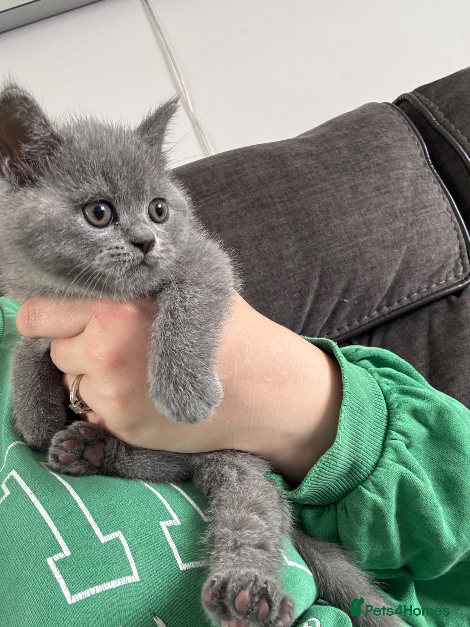 British Shorthair cats Beautiful British Girl Shorthair Kitten - Advert 1